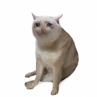 CASHCAT artwork